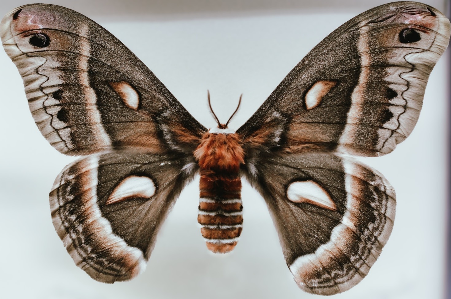Exploring The Craft of Natural History Art