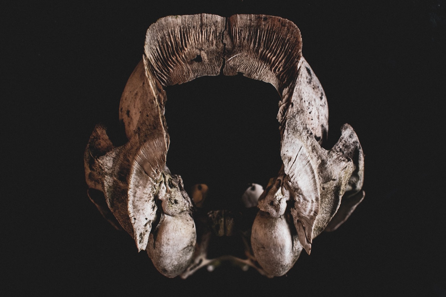 Celebrating Entomology Through Artistic Displays
